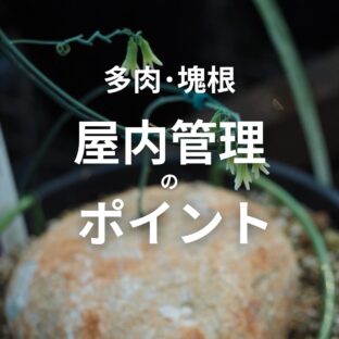 【初心者向け】多肉・塊根 共通｜室内管理のポイント