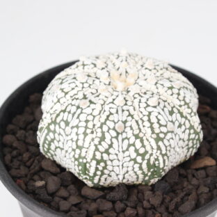 MASSES × M&M TYPE5 SサイズアルミCONCH 新品アガベ