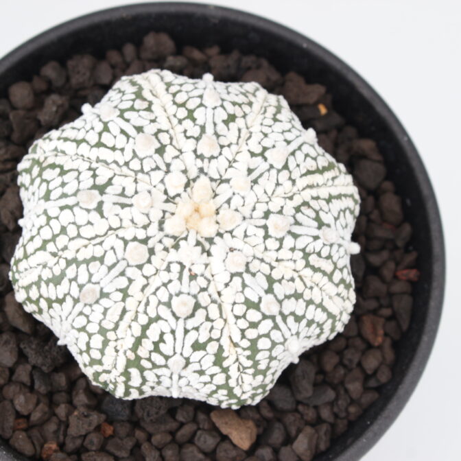 スーパーカブト (アストロフィツム 兜丸) ASK-01 | 植物で
