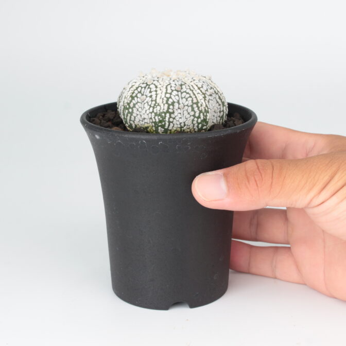 スーパーカブト (アストロフィツム 兜丸) ASK-01 | 植物で