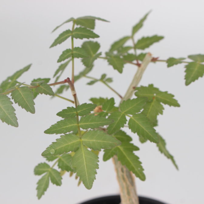 ブルセラ ファガロイデス BFG-01 | 植物でワクワクを|BOTANICAL BOX ブルセラ ファガロイデス BFG-01 | 植物でワクワクを|BOTANICAL BOX