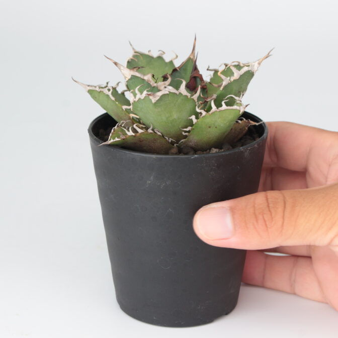 アガベ チタノタ シーザー ATC-01 | botanical box