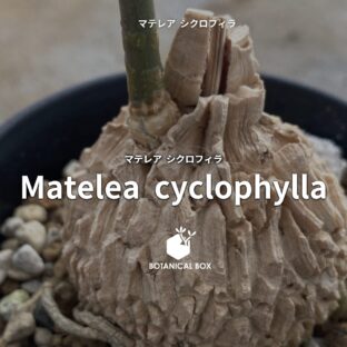 マテレア シクロフィラ ｜ コルク質の塊根が魅力のユニークなガガイモ