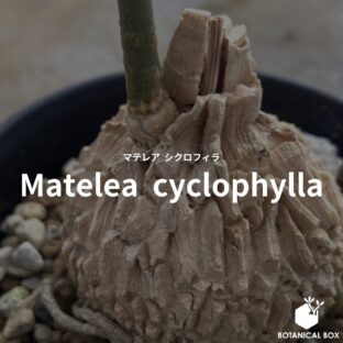 ユーフォルビア ムランジーナ（Euphorbia mlanjeana） | 植物で