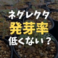 ボスウェリア ネグレクタの発芽率の低さ