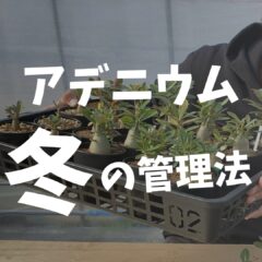 アデニウム｜冬の管理法【室内の場合】