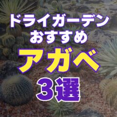 耐寒性最強！｜タイプ別おすすめアガべ3選｜ドライガーデンにも最適！