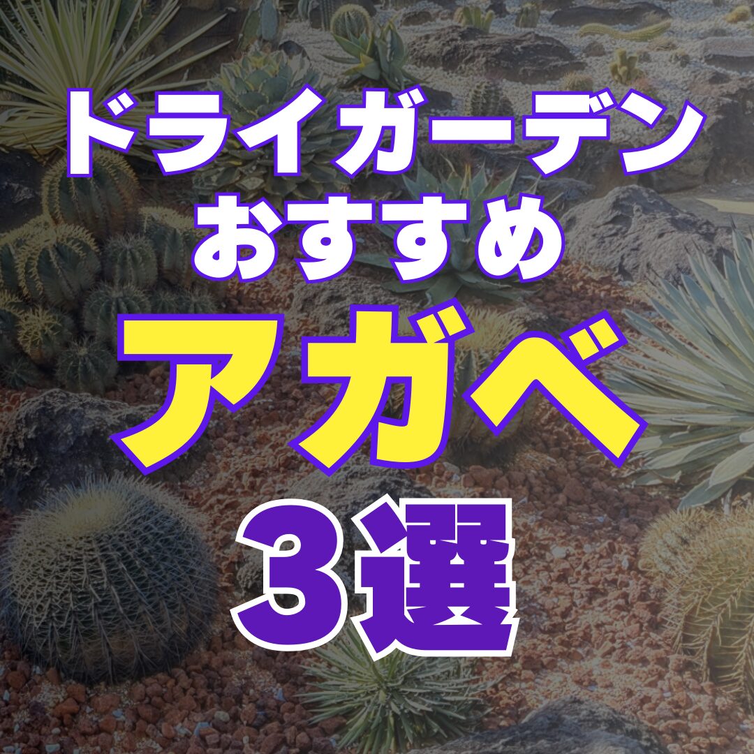 耐寒性最強！｜タイプ別おすすめアガべ3選｜ドライガーデンにも最適