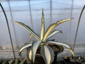 アガべ アメリカーナ 華厳