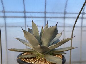 アガべ パリー トランカータ