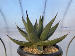 アガべ シャークスキン