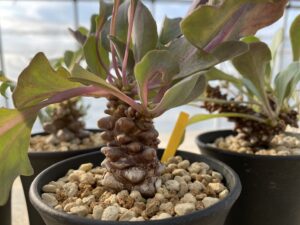 オトンナ ヘレー