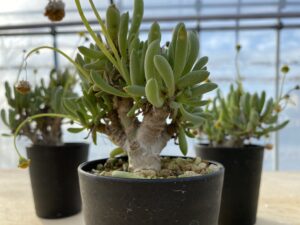 オトンナ クラビフォリア