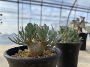 オトンナ ユーフォルビオイデス