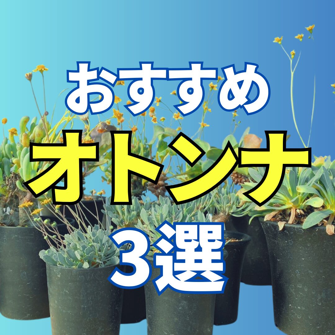 冬でも植物楽しみたいならオトンナ！そもそもどんな植物？｜おすすめ3