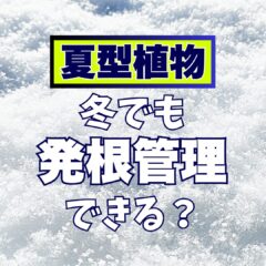 【冬に発根管理】アリ？ナシ？【メリット・デメリット、その他のこと】