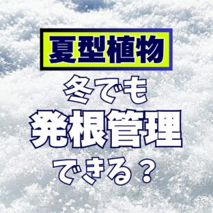 【冬に発根管理】アリ?ナシ?【メリット・デメリット、その他のこと】