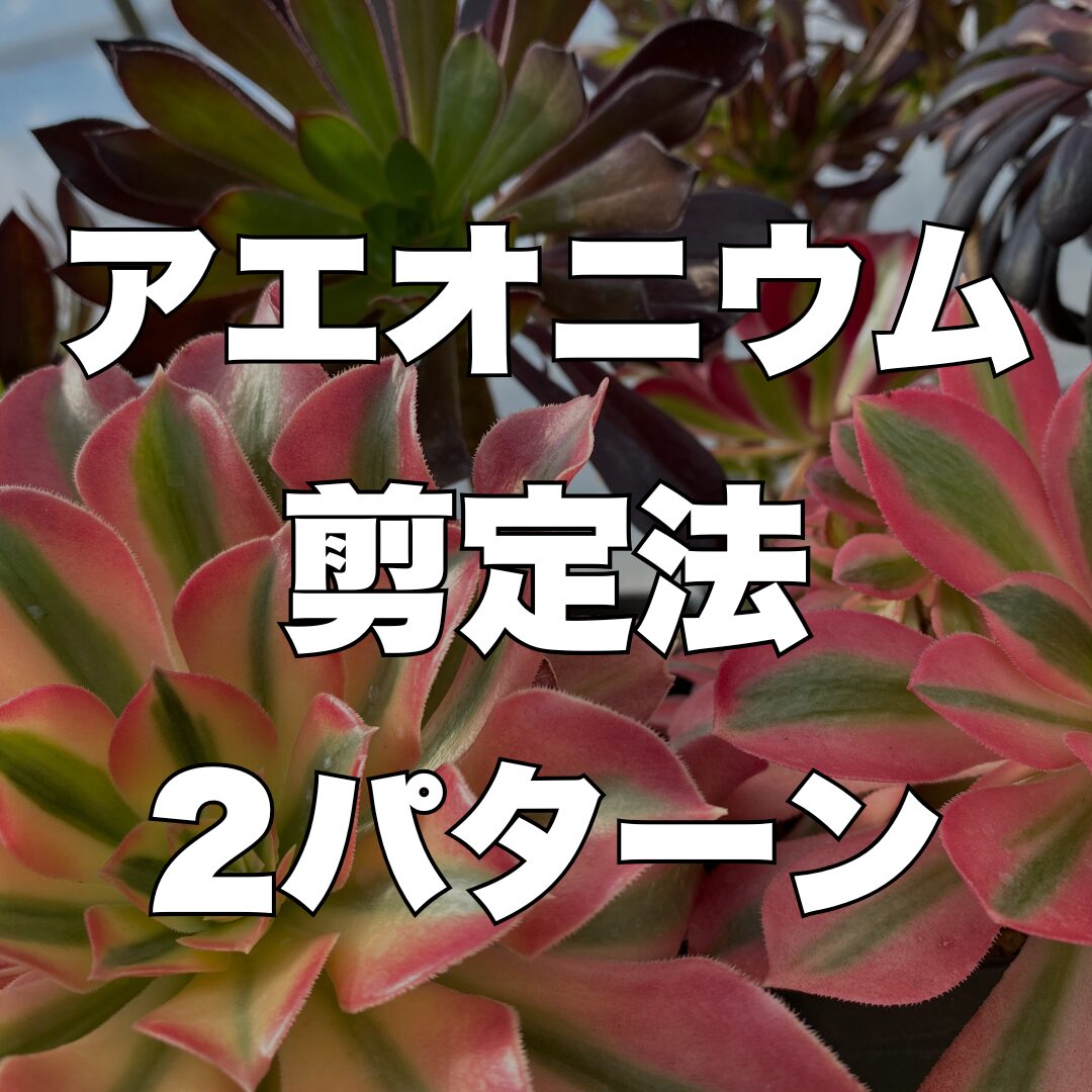 アエオニウム　紫浪　＃1516 脇枝8個あり メルカル便発送 アエオニウム 紫浪 ＃1516 脇枝8個あり メルカル便発送 アエオニウムの