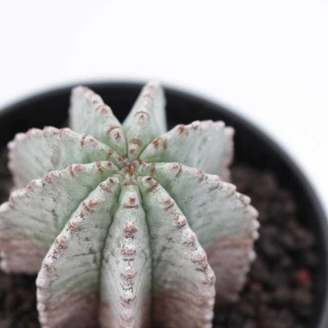 ユーフォルビア ホリダ | 植物でワクワクを|BOTANICAL BOX ユーフォルビア ホリダ | 植物でワクワクを|BOTANICAL BOX