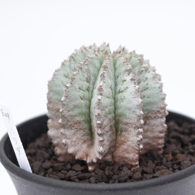 ユーフォルビア ホリダ | 植物でワクワクを|BOTANICAL BOX ユーフォルビア ホリダ | 植物でワクワクを|BOTANICAL BOX