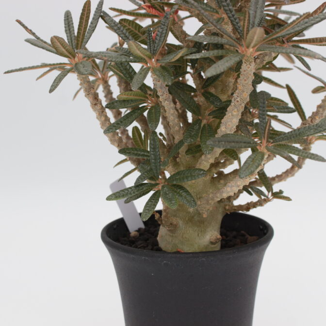 ドルステニア ギガス | 植物でワクワクを｜BOTANICAL BOX