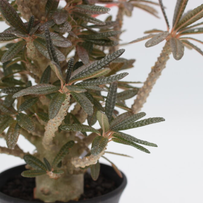 ドルステニア　ギガス ドルステニア・ギガス | 多肉植物・特別な鉢の販売 | トーキー