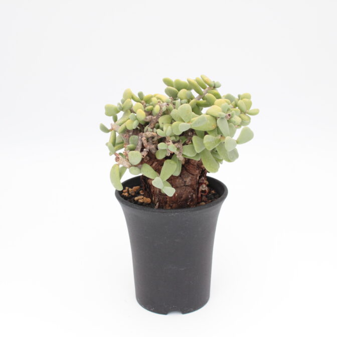 ケラリア ピグマエア | 植物でワクワクを｜BOTANICAL BOX