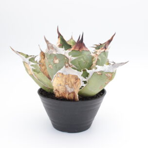 個性で選ぶネームドアガベ