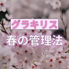 パキポディウム グラキリス｜春の管理方法【水やり、屋外管理、ect、】