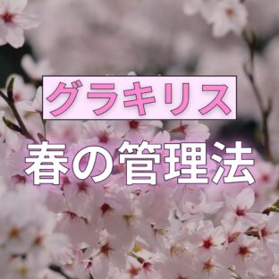 パキポディウム グラキリス｜春の管理方法【水やり、屋外管理、ect、】