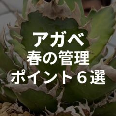 【アガベの育て方】冬→春の管理へ！【やるべきこと｜気を付けるポイント『6選』】