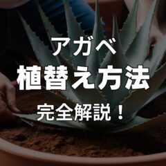 初心者向け｜アガべの植替え方法・手順｜完全解説！