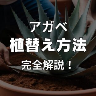 初心者向け|アガべの植替え方法・手順|完全解説!
