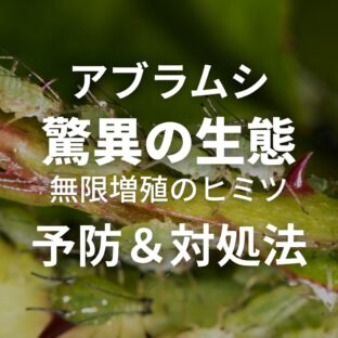 【アブラムシ】驚異の生態｜予防法と対処方