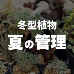 冬型植物は夏に枯れる⁉｜上手に夏越しするための管理法
