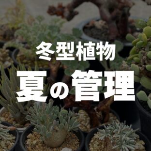 冬型植物は夏に枯れる⁉｜上手に夏越しするための管理法