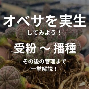 オベサを実生してみよう！｜受粉～播種～管理法まで一挙解説