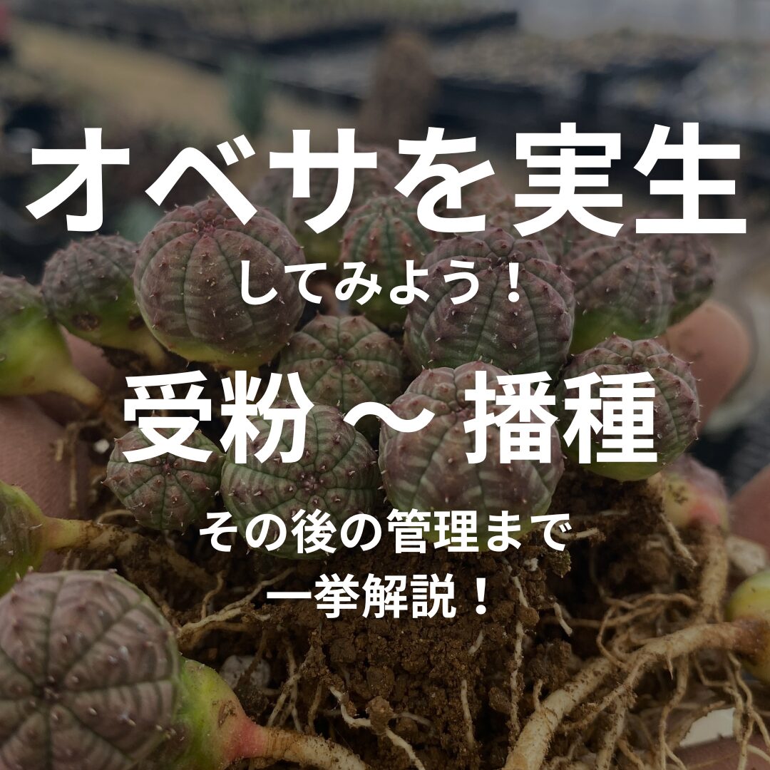 オベサを実生してみよう！｜受粉～播種～管理法まで一挙解説 | 植物で