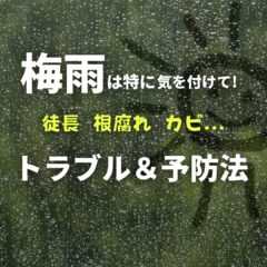 梅雨に起きがちなトラブルと対策法｜アガべ塊根共通