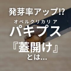 パキプスの発芽率UP⁉｜【 「蓋開け」の方法解説 】成功のコツ！
