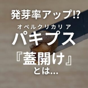 パキプスの発芽率UP⁉｜【 「蓋開け」の方法解説 】成功のコツ！
