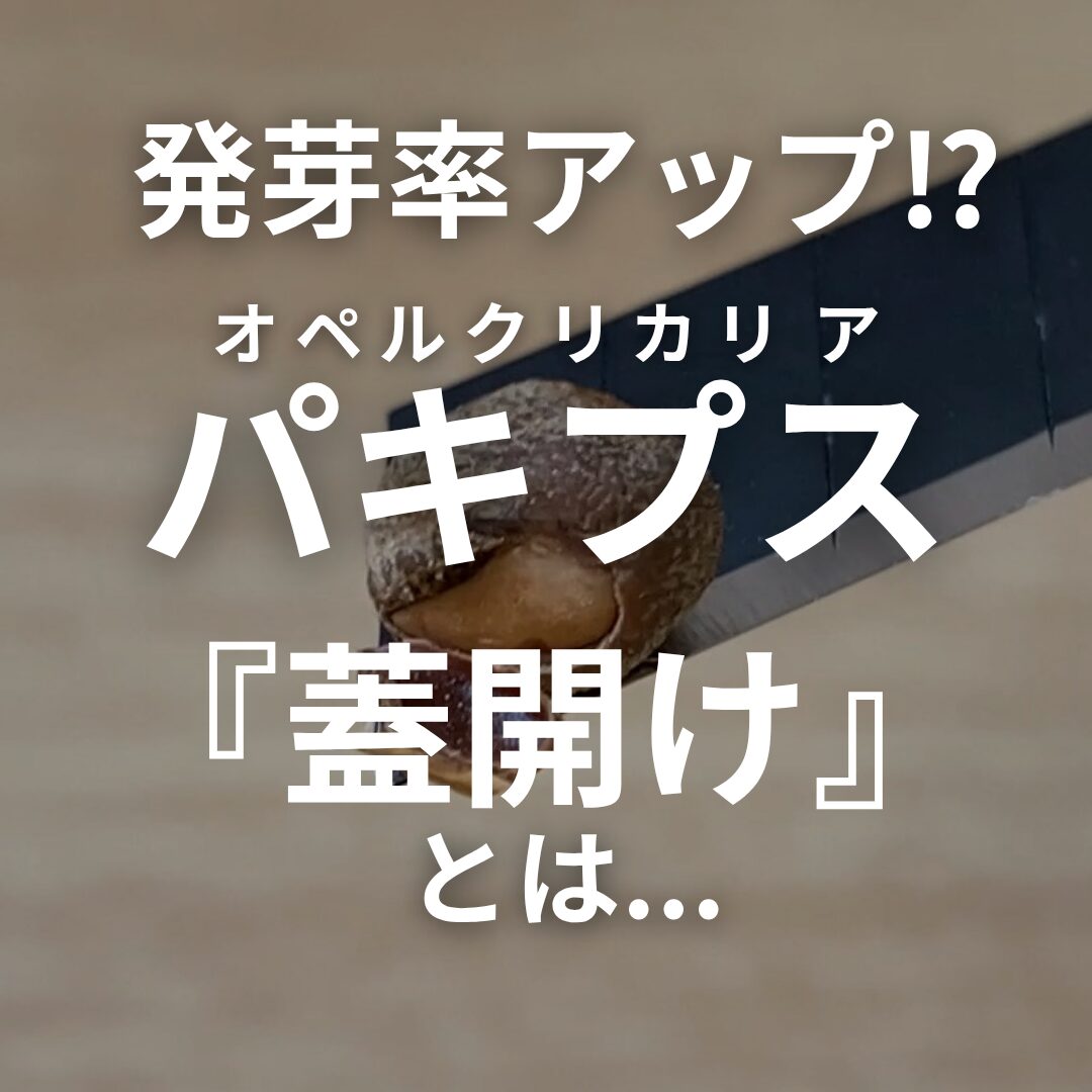 パキプスの発芽率UP⁉｜【 「蓋開け」の方法解説 】成功のコツ！植物で