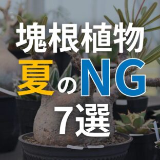 【夏の塊根植物育成】やってはいけないNG行動！失敗を防ぐ対策も解説