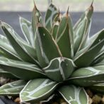アガべ 笹の雪