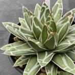 アガべ 笹の雪