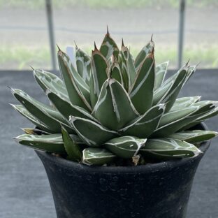 アガべ　笹の雪②