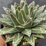 アガべ 笹の雪