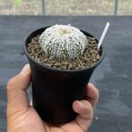 アガべ 笹の雪