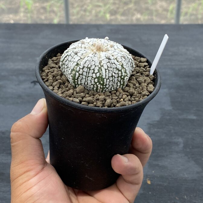 アガべ 笹の雪