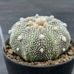 アストロフィツム 兜丸